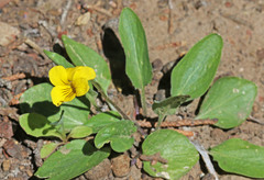 Viola vallicola
