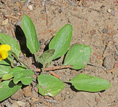 Viola vallicola