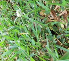 Cyperus dubius
