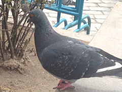Columba livia domestica