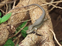 Trachylepis depressa