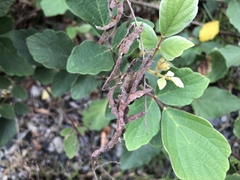 Puhuaea sequax
