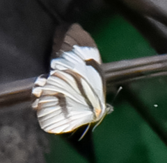 Ganyra phaloe phaloe