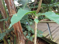 Bridelia micrantha
