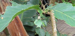 Bridelia micrantha