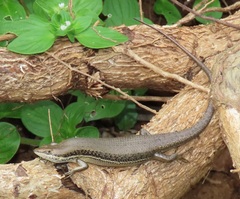 Trachylepis depressa