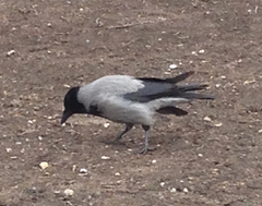 Corvus cornix
