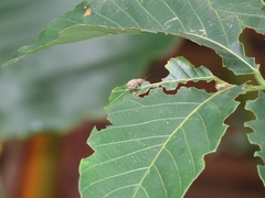 Bridelia micrantha