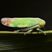 Tamarix Leafhopper - Photo (c) Marcel Nadal, some rights reserved (CC BY-NC), uploaded by Marcel Nadal