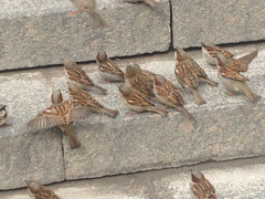Passer domesticus