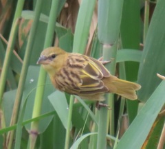 Ploceus xanthopterus