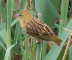 Ploceus xanthopterus