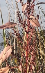 Amaranthus cannabinus