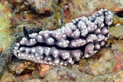 Phyllidiopsis krempfi