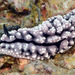 克蘭夫葉海蛞蝓 - Photo 由 uwkwaj 所上傳的 (c) uwkwaj，保留部份權利CC BY-NC