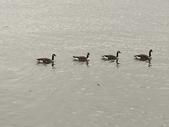 Branta canadensis