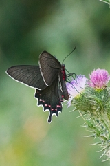 Parides bunichus