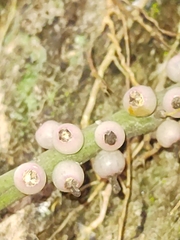 Rhipsalis lindbergiana