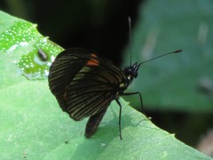 Castilia perilla