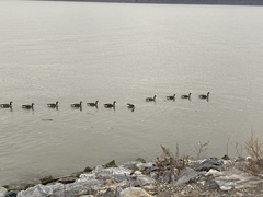 Branta canadensis