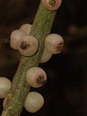 Rhipsalis lindbergiana