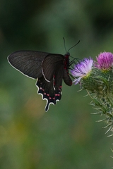Parides bunichus