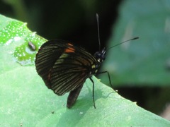 Castilia perilla