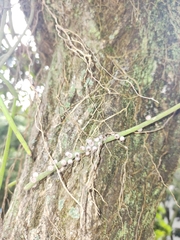 Rhipsalis lindbergiana