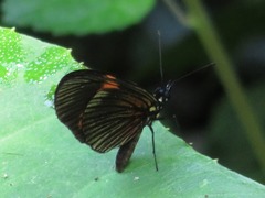 Castilia perilla