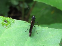 Castilia perilla