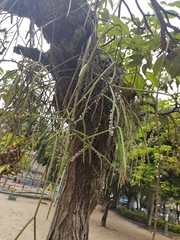 Rhipsalis lindbergiana