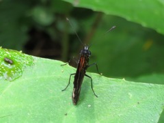 Castilia perilla