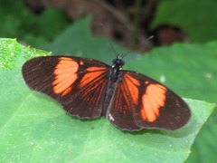 Castilia perilla