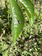Omophoita simulans