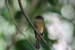 Contopus latirostris