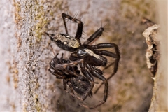 Textrix denticulata