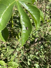 Omophoita simulans