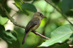 Contopus latirostris blancoi