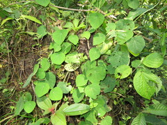 Cissampelos grandifolia