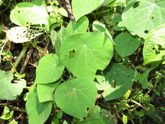 Cissampelos grandifolia