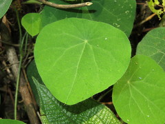 Cissampelos grandifolia