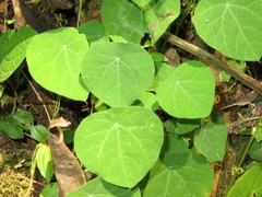 Cissampelos grandifolia