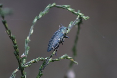 Lampetis auropunctata