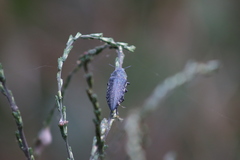Lampetis auropunctata