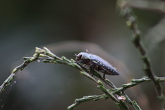 Lampetis auropunctata
