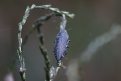 Lampetis auropunctata