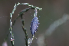 Lampetis auropunctata