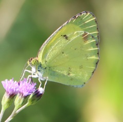 Pyrisitia lisa euterpe