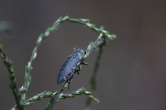 Lampetis auropunctata