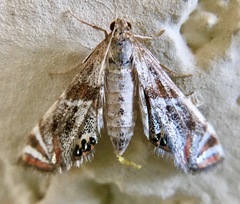 Petrophila jaliscalis